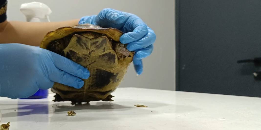 Yangından kurtarılan kaplumbağa hala travmada: 'Kafasını çıkarmıyor' 3